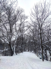 Winter view of South Park in city of Sofia, Bulgaria