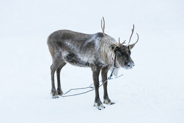 Gray reindeer on white snow 