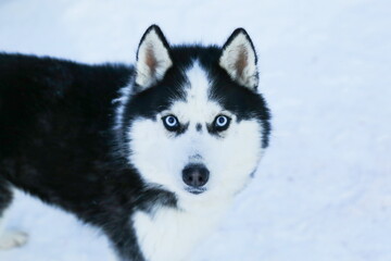 dog husky with blue eyes on a white background