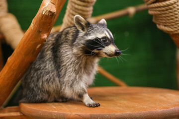 raccoon close up indoor