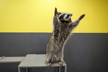 funny raccoon raised its paws up - obrazy, fototapety, plakaty