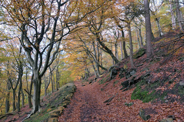 sunlit footpath next to moss covered stones in autumn woodland with orange and golden leaves against dark trees in the colden valley near hebden bridge