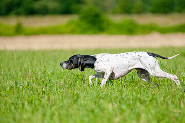 English Pointer dog is sniffing the air and pointing a bird. Close up shot of dog on point