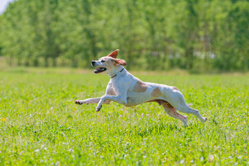 Red and Orange English Pointer dog is running at full speed on green grass. Pointer dog hunting in the field