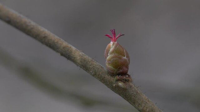 Tiny Hazel Flowers in slight breeze (Corilus avelana) - (4K)
