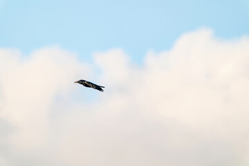 One crow flies in the blue dramatic sky in winter