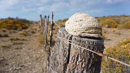 Caracol marino sobre poste de madera de un alambrado