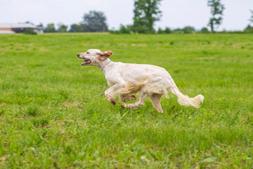 Orange and white English Setter dog is running at full speed. English Setter hunting in the field, elegant bird dog