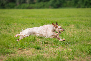 Orange and white English Setter dog is running at full speed. English Setter hunting in the field,...