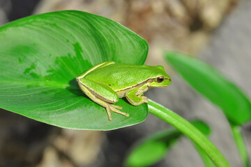 Beautiful Europaean Tree frog Hyla arborea 