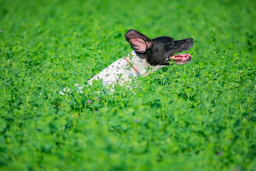 Close up action shot of English Pointer dog running in the high grass. Happy dog with open mouth