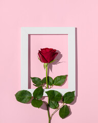 Minimal concept made with red natural rose with green leaves and white frame on pastel pink background. Flat lay.
