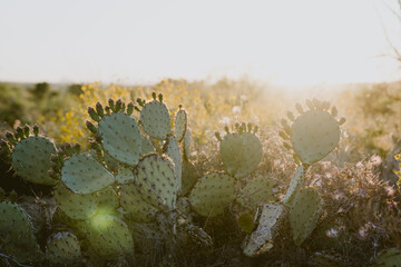 Golden desert sunrise over Texas prickly pear cactus