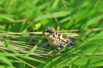 Green Toad in natural background   