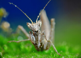 Close up of pair of Beautiful European mantis ( Mantis religiosa )