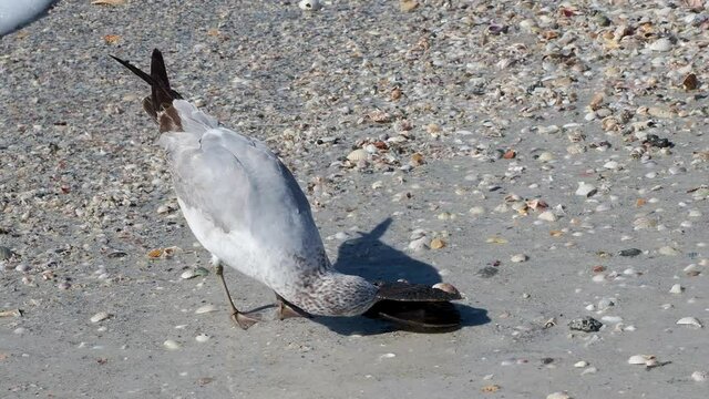 Ring-billed Seagull (Larus delawarensis) feeding on a Penn shell (Atrina rigida) on a Gulf Coast beach at St. 