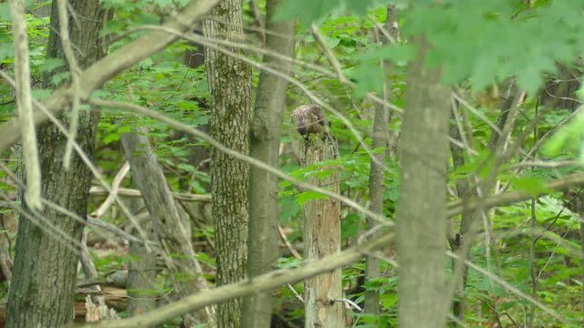 Shot of a young Cooper's Hawk sitting in a tree in the middle of the forest eating a small prey.