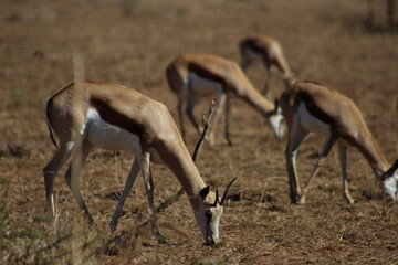 Antelope in the Wilderness