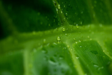 Green monstera or Philodendron selloum leaf with morning dew drops. concept of Fresh time with morning dew drops. selective focus