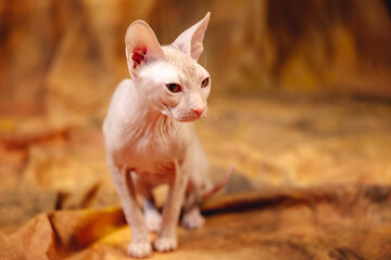 the sphinx cat