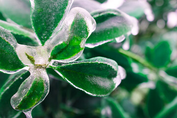 Frosty Leaves