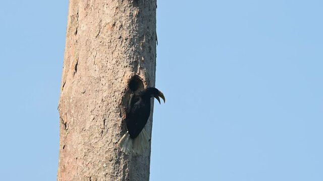 Wreathed Hornbill, Rhyticeros undulatus, Female, Khao Yai National Park, Thailand; a female facing to the right and then starts to dig inside, faces to the right again to continue fixing its nest.