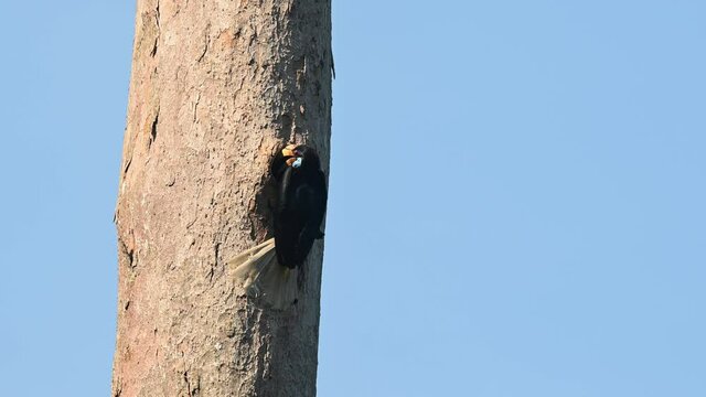 Wreathed Hornbill, Rhyticeros undulatus, Female, Khao Yai National Park, Thailand; 4K footage of a female flying towards the nest of a cavity in the tree against blue sky, working for nesting season.