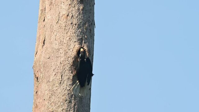 Wreathed Hornbill, Rhyticeros undulatus, Female, Khao Yai National Park, Thailand; a female individual digging and making the nest ready for the nesting season captured in 4K footage.