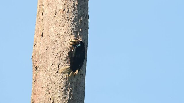 Wreathed Hornbill, Rhyticeros undulatus, Female, Khao Yai National Park, Thailand; 4k footage of the female facing to the left then digs in to continue fixing the nest in the tree against blue sky.