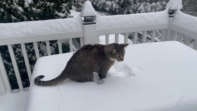 Gray short hair tabby cat walking in fresh snow