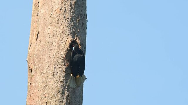 Wreathed Hornbill, Rhyticeros undulatus, Female, Khao Yai National Park, Thailand; 4K footage of a female digging and fixing its nest before laying eggs  and being trapped inside for a long time.