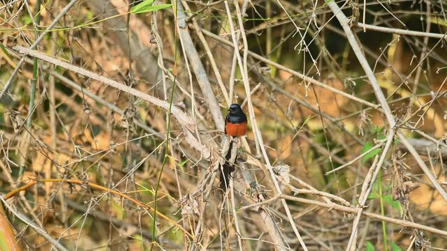 White-rumped Shama, Copsychus malabaricus, Khao Yai National Park, Thailand; an individual found with in bamboo twigs looking around for a possible fly to capture foa meal during the afternoon.