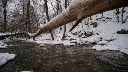 River in the forest with snow