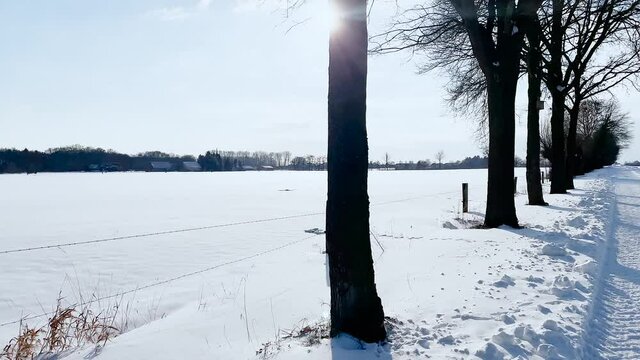 Sunny Winter Walk Through Beautiful Snowscape With Rows Of Trees - Tracking Forward Shot