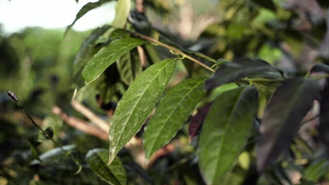 Macro footage of green ilex guayusa plant a species of tree of the holly genus, native to the Amazon Rainforest. Leaves of guayusa tree are dried and brewed like a tea for their stimulative effects.