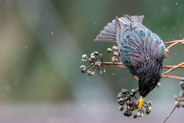 Colorful Starling Perched on a Bare Branch on a Rainy Day