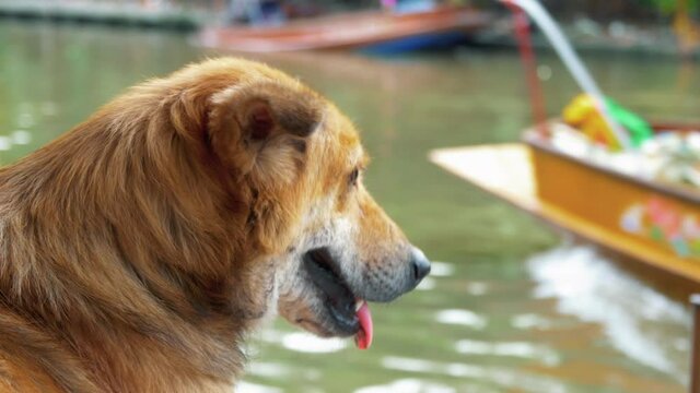 Cute Brown Dog By The River Near Bangkok, Thailand - close up