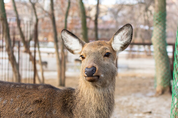 Female red deer, close-up portrait. Cultivation and breeding of wild animals in nature reserves.He looks straight at the camera. Soft focus, blurry background.Neutral color palette. Brown color scheme
