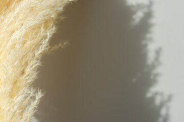 Pampas grass natural abstract background. Neutral tone, fashionable natural shadows, beige sand natural shades for designs. Fluffy grass macrophotography. Modern trendy interior decor. Copy space
