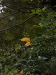 Amazing view with colorful autumn forest with asphalt mountain road at sunset. Beautiful landscape with empty road, trees and sunlight in the evening in autumn. Travel background. Nature