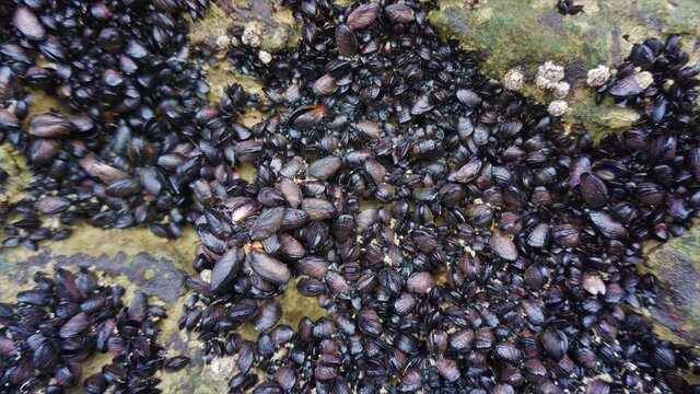Mejillones sobre roca