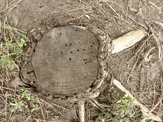 stump with roots on ground