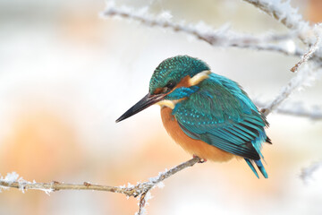 Eisvogel (Alcedo atthis)