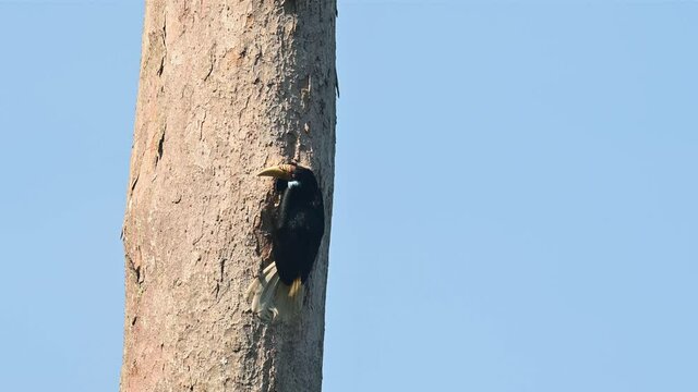 Wreathed Hornbill, Rhyticeros undulatus, Female, Khao Yai National Park, Thailand; half of its body in the nest while digging, goes out to face left, flies away to the right, blue sky isolated tree.