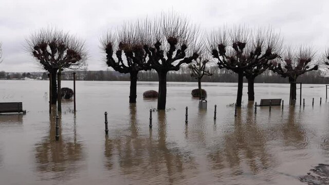 Bare Trees Submerge In Flood From Rhine River In Walluf, Eltville, Germany. wide shot