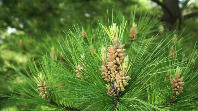 Beautiful young yellow pine cones on a branch in a coniferous forest. Selective focus. Hand Held Shot