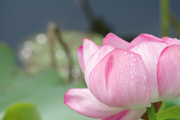 Fototapeta premium 雨に濡れる蓮