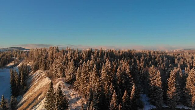 Aerial shot of frosty white winter evergreen trees revealing the Rocky Mountains in the distance during the morning sunrise in the foothills of Alberta