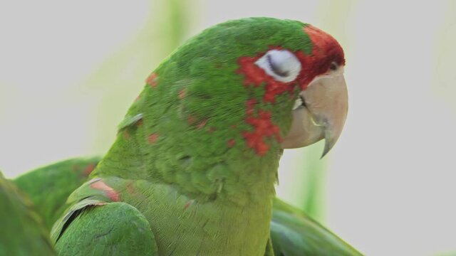 Close up of a sleepy green and red mitred parakeet with its eyes closed between birds resting in nature