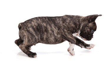 French bulldog puppy standing